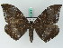  ( - BC ZSM Lep 45013)  @13 [ ] CreativeCommons - Attribution Non-Commercial Share-Alike (2011) Axel Hausmann/Bavarian State Collection of Zoology (ZSM) SNSB, Zoologische Staatssammlung Muenchen