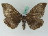  ( - BC ZSM Lep 45014)  @13 [ ] CreativeCommons - Attribution Non-Commercial Share-Alike (2011) Axel Hausmann/Bavarian State Collection of Zoology (ZSM) SNSB, Zoologische Staatssammlung Muenchen