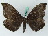  ( - BC ZSM Lep 45015)  @13 [ ] CreativeCommons - Attribution Non-Commercial Share-Alike (2011) Axel Hausmann/Bavarian State Collection of Zoology (ZSM) SNSB, Zoologische Staatssammlung Muenchen