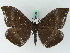  ( - BC ZSM Lep 45016)  @13 [ ] CreativeCommons - Attribution Non-Commercial Share-Alike (2011) Axel Hausmann/Bavarian State Collection of Zoology (ZSM) SNSB, Zoologische Staatssammlung Muenchen
