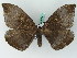  ( - BC ZSM Lep 45018)  @13 [ ] CreativeCommons - Attribution Non-Commercial Share-Alike (2011) Axel Hausmann/Bavarian State Collection of Zoology (ZSM) SNSB, Zoologische Staatssammlung Muenchen