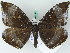  ( - BC ZSM Lep 45019)  @13 [ ] CreativeCommons - Attribution Non-Commercial Share-Alike (2011) Axel Hausmann/Bavarian State Collection of Zoology (ZSM) SNSB, Zoologische Staatssammlung Muenchen