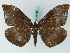  ( - BC ZSM Lep 45020)  @13 [ ] CreativeCommons - Attribution Non-Commercial Share-Alike (2011) Axel Hausmann/Bavarian State Collection of Zoology (ZSM) SNSB, Zoologische Staatssammlung Muenchen