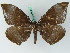 ( - BC ZSM Lep 45021)  @13 [ ] CreativeCommons - Attribution Non-Commercial Share-Alike (2011) Axel Hausmann/Bavarian State Collection of Zoology (ZSM) SNSB, Zoologische Staatssammlung Muenchen