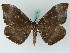  ( - BC ZSM Lep 45022)  @13 [ ] CreativeCommons - Attribution Non-Commercial Share-Alike (2011) Axel Hausmann/Bavarian State Collection of Zoology (ZSM) SNSB, Zoologische Staatssammlung Muenchen