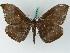  ( - BC ZSM Lep 45026)  @13 [ ] CreativeCommons - Attribution Non-Commercial Share-Alike (2011) Axel Hausmann/Bavarian State Collection of Zoology (ZSM) SNSB, Zoologische Staatssammlung Muenchen