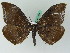  ( - BC ZSM Lep 45027)  @13 [ ] CreativeCommons - Attribution Non-Commercial Share-Alike (2011) Axel Hausmann/Bavarian State Collection of Zoology (ZSM) SNSB, Zoologische Staatssammlung Muenchen