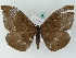  ( - BC ZSM Lep 45028)  @13 [ ] CreativeCommons - Attribution Non-Commercial Share-Alike (2011) Axel Hausmann/Bavarian State Collection of Zoology (ZSM) SNSB, Zoologische Staatssammlung Muenchen