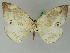 ( - BC ZSM Lep 45035)  @12 [ ] CreativeCommons - Attribution Non-Commercial Share-Alike (2011) Axel Hausmann/Bavarian State Collection of Zoology (ZSM) SNSB, Zoologische Staatssammlung Muenchen