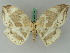  ( - BC ZSM Lep 45041)  @11 [ ] CreativeCommons - Attribution Non-Commercial Share-Alike (2011) Axel Hausmann/Bavarian State Collection of Zoology (ZSM) SNSB, Zoologische Staatssammlung Muenchen