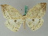  ( - BC ZSM Lep 45042)  @11 [ ] CreativeCommons - Attribution Non-Commercial Share-Alike (2011) Axel Hausmann/Bavarian State Collection of Zoology (ZSM) SNSB, Zoologische Staatssammlung Muenchen