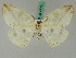  ( - BC ZSM Lep 45043)  @11 [ ] CreativeCommons - Attribution Non-Commercial Share-Alike (2011) Axel Hausmann/Bavarian State Collection of Zoology (ZSM) SNSB, Zoologische Staatssammlung Muenchen