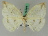  ( - BC ZSM Lep 45072)  @11 [ ] CreativeCommons - Attribution Non-Commercial Share-Alike (2011) Axel Hausmann/Bavarian State Collection of Zoology (ZSM) SNSB, Zoologische Staatssammlung Muenchen