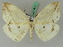  ( - BC ZSM Lep 45073)  @11 [ ] CreativeCommons - Attribution Non-Commercial Share-Alike (2011) Axel Hausmann/Bavarian State Collection of Zoology (ZSM) SNSB, Zoologische Staatssammlung Muenchen