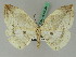  ( - BC ZSM Lep 45074)  @11 [ ] CreativeCommons - Attribution Non-Commercial Share-Alike (2011) Axel Hausmann/Bavarian State Collection of Zoology (ZSM) SNSB, Zoologische Staatssammlung Muenchen