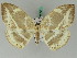  (Cyclidia substigmaria - BC ZSM Lep 45080)  @15 [ ] CreativeCommons - Attribution Non-Commercial Share-Alike (2011) Axel Hausmann/Bavarian State Collection of Zoology (ZSM) SNSB, Zoologische Staatssammlung Muenchen