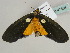  ( - BC ZSM Lep 47558)  @13 [ ] CreativeCommons - Attribution Non-Commercial Share-Alike (2011) Axel Hausmann/Bavarian State Collection of Zoology (ZSM) SNSB, Zoologische Staatssammlung Muenchen