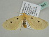  ( - BC ZSM Lep 47559)  @13 [ ] CreativeCommons - Attribution Non-Commercial Share-Alike (2011) Axel Hausmann/Bavarian State Collection of Zoology (ZSM) SNSB, Zoologische Staatssammlung Muenchen