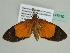  ( - BC ZSM Lep 47610)  @13 [ ] CreativeCommons - Attribution Non-Commercial Share-Alike (2011) Axel Hausmann/Bavarian State Collection of Zoology (ZSM) SNSB, Zoologische Staatssammlung Muenchen