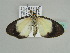  (Terina circumcincta - BC ZSM Lep 47647)  @13 [ ] CreativeCommons - Attribution Non-Commercial Share-Alike (2011) Axel Hausmann/Bavarian State Collection of Zoology (ZSM) SNSB, Zoologische Staatssammlung Muenchen