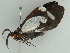  ( - BC ZSM Lep 47650)  @12 [ ] CreativeCommons - Attribution Non-Commercial Share-Alike (2011) Axel Hausmann/Bavarian State Collection of Zoology (ZSM) SNSB, Zoologische Staatssammlung Muenchen