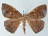  ( - BC ZSM Lep 51449)  @14 [ ] CreativeCommons - Attribution Non-Commercial Share-Alike (2011) Axel Hausmann/Bavarian State Collection of Zoology (ZSM) SNSB, Zoologische Staatssammlung Muenchen