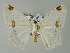 ( - BC ZSM Lep 51454)  @14 [ ] CreativeCommons - Attribution Non-Commercial Share-Alike (2011) Axel Hausmann/Bavarian State Collection of Zoology (ZSM) SNSB, Zoologische Staatssammlung Muenchen