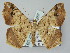  (Macaria gambarina - BC ZSM Lep 51457)  @15 [ ] CreativeCommons - Attribution Non-Commercial Share-Alike (2011) Axel Hausmann/Bavarian State Collection of Zoology (ZSM) SNSB, Zoologische Staatssammlung Muenchen