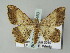  ( - BC ZSM Lep 51460)  @12 [ ] CreativeCommons - Attribution Non-Commercial Share-Alike (2011) Axel Hausmann/Bavarian State Collection of Zoology (ZSM) SNSB, Zoologische Staatssammlung Muenchen