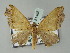  ( - BC ZSM Lep 51465)  @13 [ ] CreativeCommons - Attribution Non-Commercial Share-Alike (2011) Axel Hausmann/Bavarian State Collection of Zoology (ZSM) SNSB, Zoologische Staatssammlung Muenchen