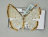  (Leuciris fimbriaria - BC ZSM Lep 51467)  @13 [ ] CreativeCommons - Attribution Non-Commercial Share-Alike (2011) Axel Hausmann/Bavarian State Collection of Zoology (ZSM) SNSB, Zoologische Staatssammlung Muenchen