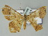  ( - BC ZSM Lep 51468)  @13 [ ] CreativeCommons - Attribution Non-Commercial Share-Alike (2011) Axel Hausmann/Bavarian State Collection of Zoology (ZSM) SNSB, Zoologische Staatssammlung Muenchen