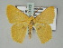  (Phrudocentra pupillataDHJ02 - BC ZSM Lep 51472)  @13 [ ] CreativeCommons - Attribution Non-Commercial Share-Alike (2011) Axel Hausmann/Bavarian State Collection of Zoology (ZSM) SNSB, Zoologische Staatssammlung Muenchen