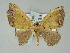  ( - BC ZSM Lep 51481)  @13 [ ] CreativeCommons - Attribution Non-Commercial Share-Alike (2011) Axel Hausmann/Bavarian State Collection of Zoology (ZSM) SNSB, Zoologische Staatssammlung Muenchen