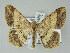  ( - BC ZSM Lep 51489)  @14 [ ] CreativeCommons - Attribution Non-Commercial Share-Alike (2011) Axel Hausmann/Bavarian State Collection of Zoology (ZSM) SNSB, Zoologische Staatssammlung Muenchen