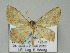  ( - BC ZSM Lep 51492)  @13 [ ] CreativeCommons - Attribution Non-Commercial Share-Alike (2011) Axel Hausmann/Bavarian State Collection of Zoology (ZSM) SNSB, Zoologische Staatssammlung Muenchen