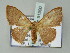 ( - BC ZSM Lep 51500)  @14 [ ] CreativeCommons - Attribution Non-Commercial Share-Alike (2011) Axel Hausmann/Bavarian State Collection of Zoology (ZSM) SNSB, Zoologische Staatssammlung Muenchen