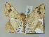  ( - BC ZSM Lep 51502)  @14 [ ] CreativeCommons - Attribution Non-Commercial Share-Alike (2011) Axel Hausmann/Bavarian State Collection of Zoology (ZSM) SNSB, Zoologische Staatssammlung Muenchen
