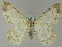  ( - BC ZSM Lep 51512)  @14 [ ] CreativeCommons - Attribution Non-Commercial Share-Alike (2011) Axel Hausmann/Bavarian State Collection of Zoology (ZSM) SNSB, Zoologische Staatssammlung Muenchen
