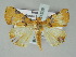  ( - BC ZSM Lep 51539)  @14 [ ] CreativeCommons - Attribution Non-Commercial Share-Alike (2011) Axel Hausmann/Bavarian State Collection of Zoology (ZSM) SNSB, Zoologische Staatssammlung Muenchen
