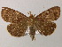  (Ceromacra tymber - BC ZSM Lep 51551)  @14 [ ] CreativeCommons - Attribution Non-Commercial Share-Alike (2011) Axel Hausmann/Bavarian State Collection of Zoology (ZSM) SNSB, Zoologische Staatssammlung Muenchen