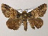  (Metria pascuala - BC ZSM Lep 51571)  @14 [ ] CreativeCommons - Attribution Non-Commercial Share-Alike (2011) Axel Hausmann/Bavarian State Collection of Zoology (ZSM) SNSB, Zoologische Staatssammlung Muenchen