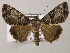  ( - BC ZSM Lep 51573)  @15 [ ] CreativeCommons - Attribution Non-Commercial Share-Alike (2011) Axel Hausmann/Bavarian State Collection of Zoology (ZSM) SNSB, Zoologische Staatssammlung Muenchen