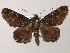  ( - BC ZSM Lep 51574)  @14 [ ] CreativeCommons - Attribution Non-Commercial Share-Alike (2011) Axel Hausmann/Bavarian State Collection of Zoology (ZSM) SNSB, Zoologische Staatssammlung Muenchen
