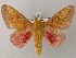  ( - BC ZSM Lep 51635)  @14 [ ] CreativeCommons - Attribution Non-Commercial Share-Alike (2011) Axel Hausmann/Bavarian State Collection of Zoology (ZSM) SNSB, Zoologische Staatssammlung Muenchen