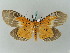  ( - BC ZSM Lep 53421)  @14 [ ] CreativeCommons - Attribution Non-Commercial Share-Alike (2011) Axel Hausmann/Bavarian State Collection of Zoology (ZSM) SNSB, Zoologische Staatssammlung Muenchen