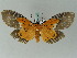  ( - BC ZSM Lep 53422)  @14 [ ] CreativeCommons - Attribution Non-Commercial Share-Alike (2011) Axel Hausmann/Bavarian State Collection of Zoology (ZSM) SNSB, Zoologische Staatssammlung Muenchen