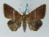  (Parallelia - BC ZSM Lep 53437)  @15 [ ] CreativeCommons - Attribution Non-Commercial Share-Alike (2011) Axel Hausmann/Bavarian State Collection of Zoology (ZSM) SNSB, Zoologische Staatssammlung Muenchen