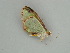  (Lissochlora AH01Pe - BC ZSM Lep 57540)  @12 [ ] CreativeCommons - Attribution Non-Commercial Share-Alike (2011) Axel Hausmann/Bavarian State Collection of Zoology (ZSM) SNSB, Zoologische Staatssammlung Muenchen