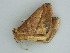  ( - BC ZSM Lep 57558)  @13 [ ] CreativeCommons - Attribution Non-Commercial Share-Alike (2011) Axel Hausmann/Bavarian State Collection of Zoology (ZSM) SNSB, Zoologische Staatssammlung Muenchen